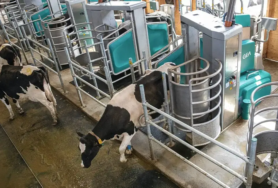 Kühe in Anlage aus Vogelperspektive