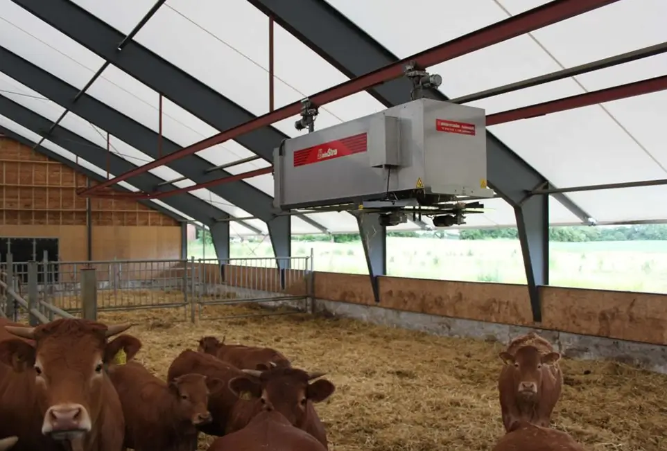 Einstreuroboter im Kuhstall