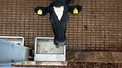 Kuh beim Trinken aus Vogelperspektive