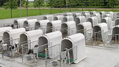 Kühe in Outdoor-Boxen