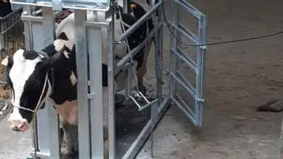 Kühe in Außenanlage