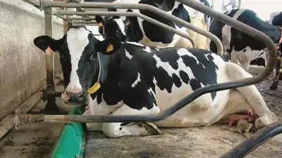 Kuh liegend im Stall