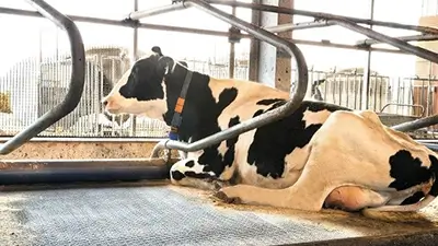 Kuh liegend im Stall