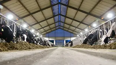 Kühe im Stall am Fressen