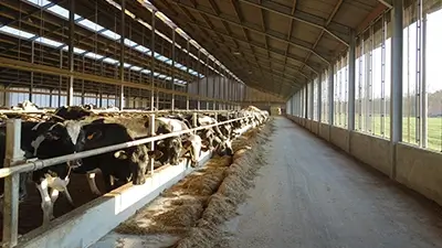 Kühe im Stall am Fressen