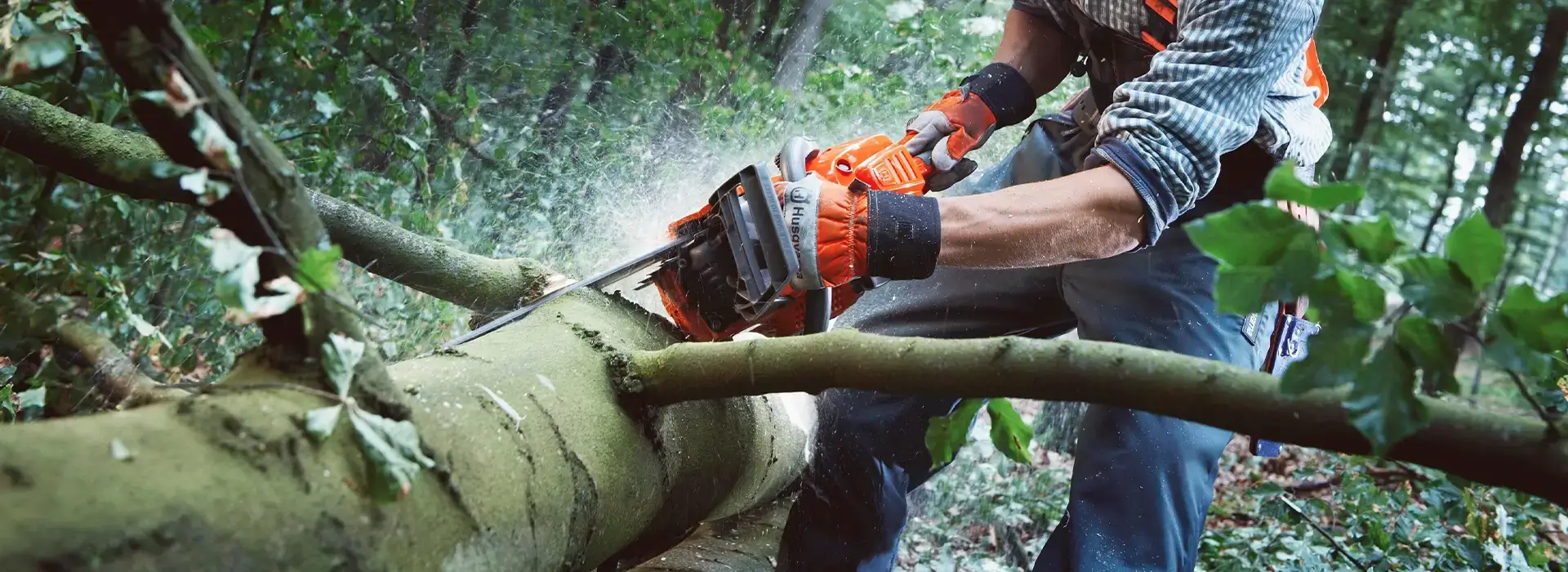 Abästen eines Baumes mit Handsäge