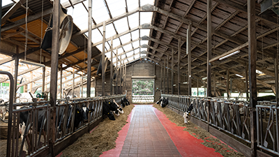 lichtdurchfluteter Boxenlaufstall mit schwarz-buntem Fleckvieh